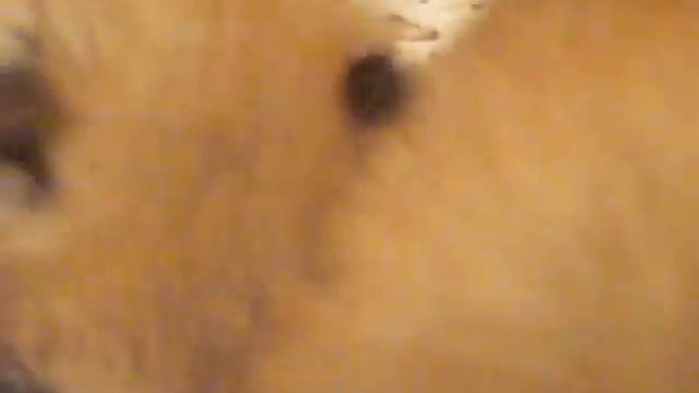 мои мишки смотреть онлайн