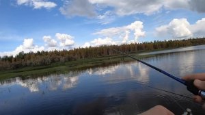 Рыбалка на Пуре, щучки-травянки