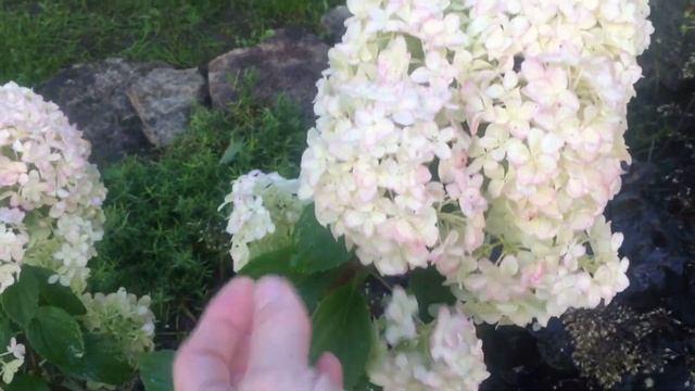 Гортензия Диамантино.Мой любимый сад ГОРТЕНЗИЙ смотреть онлайн