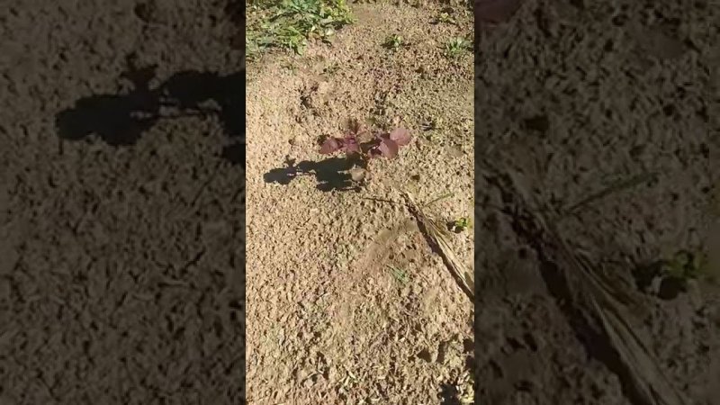 у меня РОЗЫ всходят сами