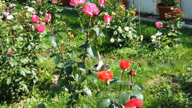 Чудо дача ч 1 смотреть онлайн