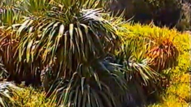 Ялта-1999 смотреть онлайн