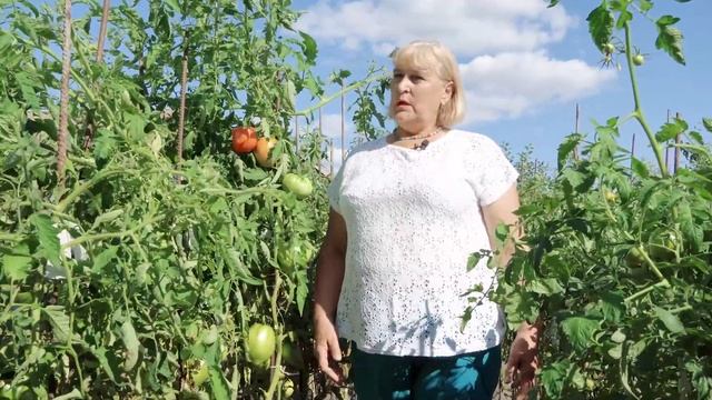 Татьяна Смыкова - Секреты большого помидора смотреть онлайн