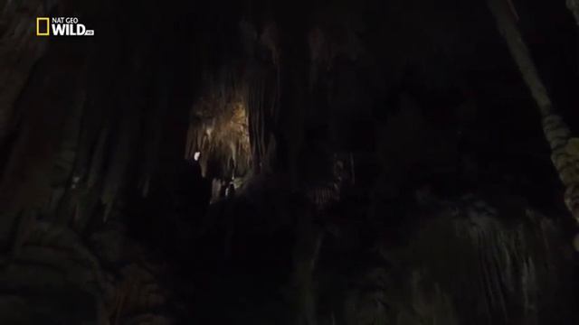 "Тайна гигантского пещерного паука" смотреть онлайн