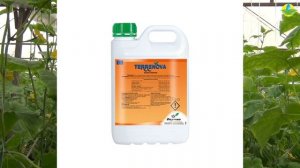 ЧЕМ ПОДКОРМИТЬ ОГУРЕЦ, ЧТОБЫ ПОЛУЧИТЬ БОЛЬШОЙ УРОЖАЙ В НОЯБРЕ? (02-11-2019)