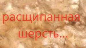 Сура Аль-Кориа