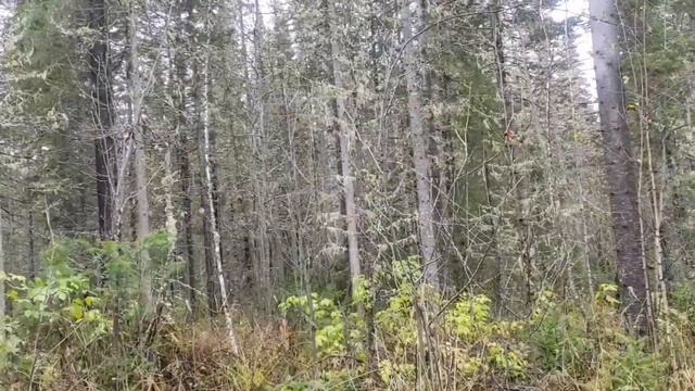 Ремонт избы! Перекрываем крышу! Дорога до избы! смотреть онлайн