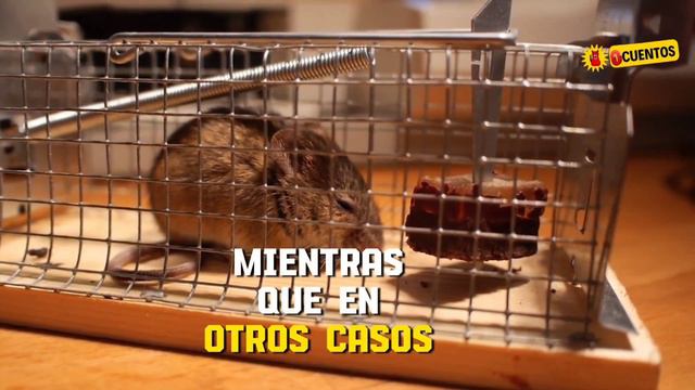 El Brutal Experimento con Ratas de Curt Richter #experiment