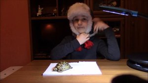 Почему не ест черепаха