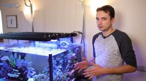 Обзор светильников BEAMS-R-10 на рифовом аквариуме, выращенном под светодиодным светом.