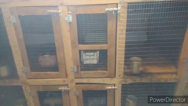 кормление птиц// диета для яйценоскости перепелов// кроликов больше нет