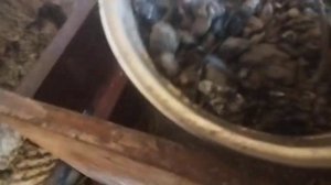 Зола для кур несушек. и как я её добавляю в гнездо.