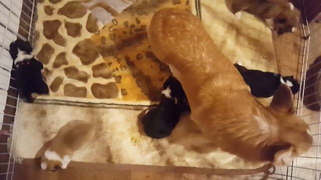 П-помет, щенки вельш корги пемброк п-к Фрай Винд, возраст от 4 до 18 дней смотреть онлайн