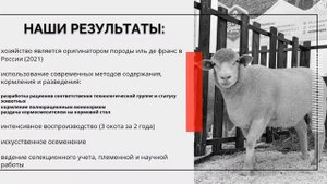 Практический опыт - Овцы породы иль де Франс