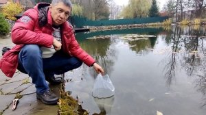 Запускаю в свой пруд окуня. Зарыбляю Окуня. Надеюсь размножится и будет интересная рыбалка.