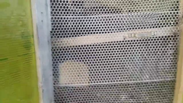 Солнечные ванны для моих кур несушек смотреть онлайн