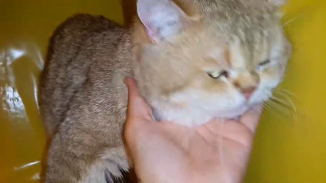 Золотой кот шиншилла