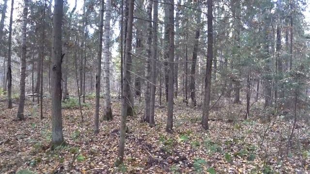 ОХОТА НА ЗАЙЦА С РУССКОЙ ГОНЧЕЙ.12 октября.Сезон 2021-2022. смотреть онлайн