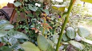 Роза плетистая Эльф, Тантау.