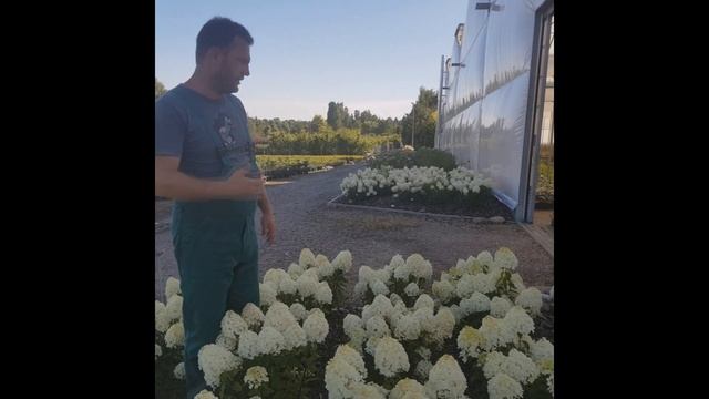 100 napig virágzó hortenzia  Hydrangea paniculata Living Summer Snow