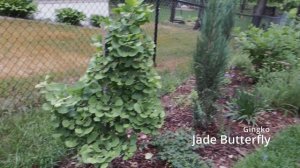 New Shade Garden Bed, What's Blooming - June, and Cut Flower Garden Update | Serenity Now Garden