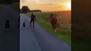 На прогулке с домашними любимцами