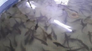 подмена воды в УЗВ новым способом