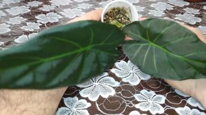 Всё мои #алоказии 30.01.23 #обзоралоказий #комнатныецветы #цветы #город61 #жаклин #азлани #alocasia