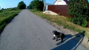 кане корсо первая прогулка