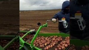 УБОРКА УРОЖАЯ КАРТОФЕЛЯ 2022 МОСКОВСКАЯ ОБЛАСТЬ, КАРТОФЕЛЕУБОРОЧНЫЙ КОМБАЙН КОЛНАГ.mp4