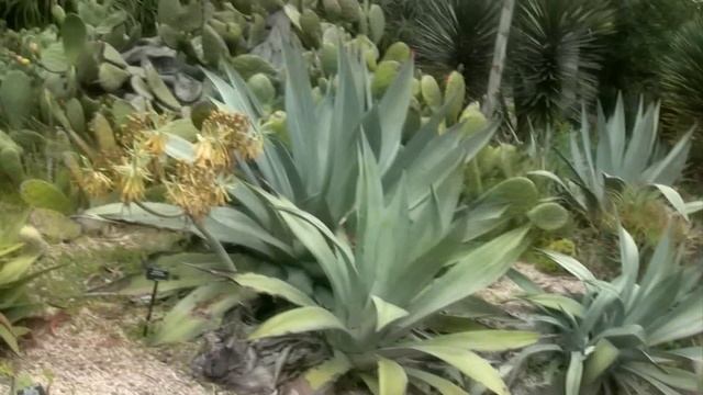 San Francisco Botanical Garden. California, USA (2) смотреть онлайн