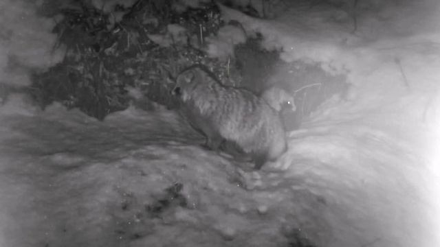 ЗИМА В ГОРОДЕ БАРСУКОВ-3 Trail Cameras In The Woods смотреть онлайн