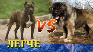 Стаффордширський терьер против кавказской овчарки//Animals Battle//