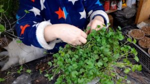 размножение дихондры зелёной