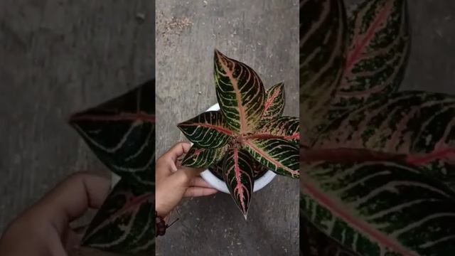 Aglaonema Pride Of Sumatra (Greg's Hibrid)