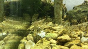 Лиман в аквариуме запуск креветок полимонов/Estuary in the aquarium launching shrimp polymon