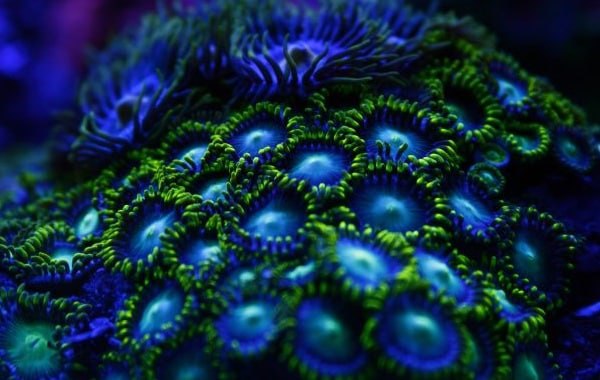 Кораллы,которые Карл не крал у Клары. смотреть онлайн