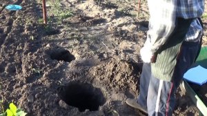 ПРАВИЛЬНАЯ ПОСАДКА ВЕГЕТИРУЮЩЕГО САЖЕНЦА ВИНОГРАДА. КАК ПРАВИЛЬНО ПОСАДИТЬ САЖЕНЕЦ ВИНОГРАДА!