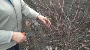 Школа  обрезки. Вишня, слива, черешня.