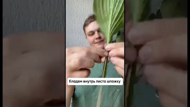 Как поставить лист хосты на флористическую губку