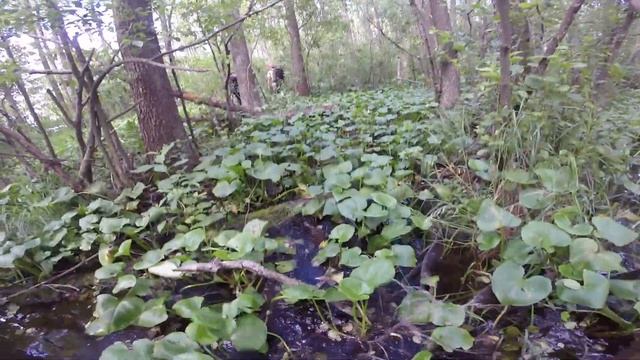 ЕЛЬНЯ. Двухдневный поход по болоту. ОПАСНОЕ болото. Yelnya Trip. смотреть онлайн