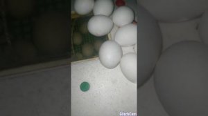 Инкубация куриных яиц!15-16 день!