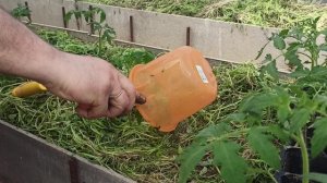 Высадка рассады в теплицу! Большой урожай горчицы! Так бы с перцем и томатами!