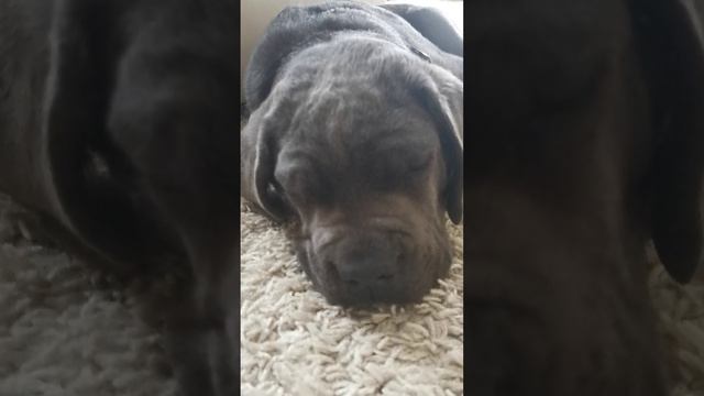 Cane corso puppy Кане корсо малыш храпит?