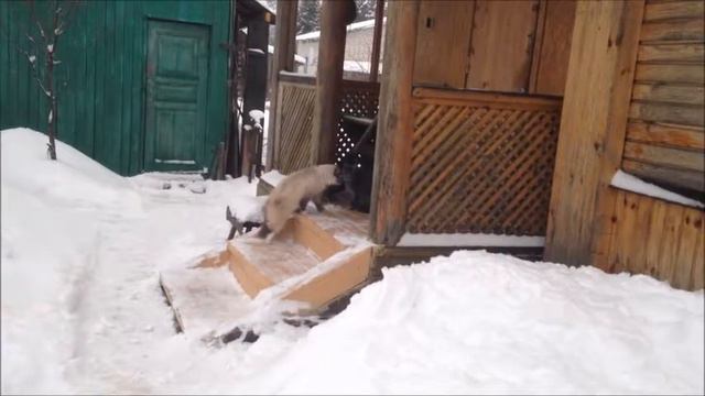 Коты орут и дерутся смотреть онлайн