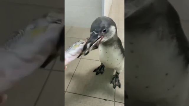 Cute penguin eating fish 🤩