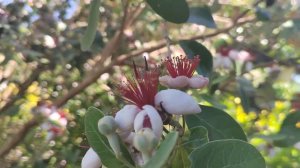 как плодоносит мушмула и как цветет фейхоа