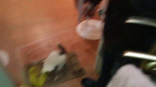 Гуляем по Санкт-Петербургу! Петергоф, котокафе, музей грант-макет ?? смотреть онлайн