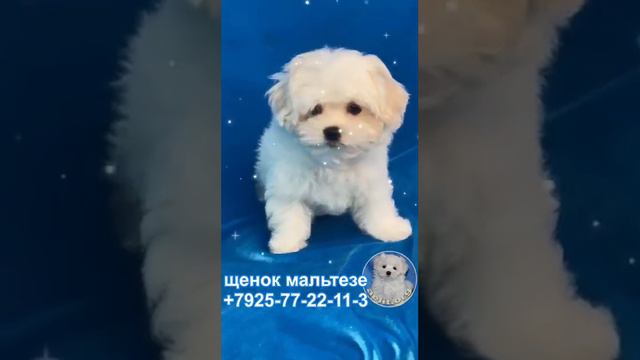 Мальчик мальтезе мини