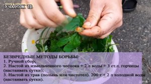 ДОЛГОНОСИК - Как Избавиться от Долгоносика - Жук с Хоботком